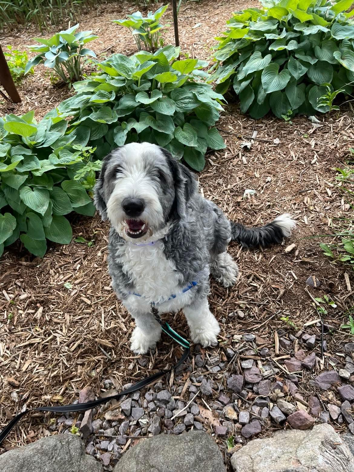 Enlarge Andromeda, a Adoptable Old English Sheepdog in Whitewater, WI image 5/6
