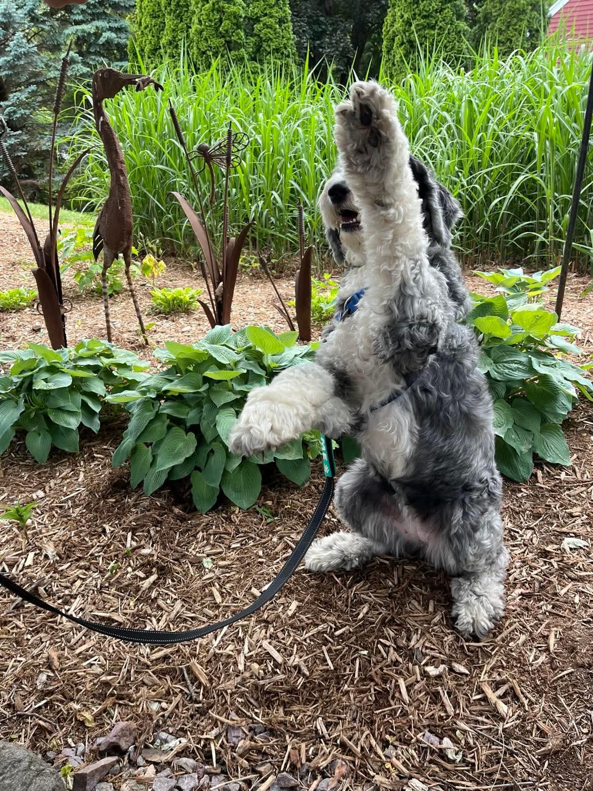 Enlarge Andromeda, a Adoptable Old English Sheepdog in Whitewater, WI image 1/6