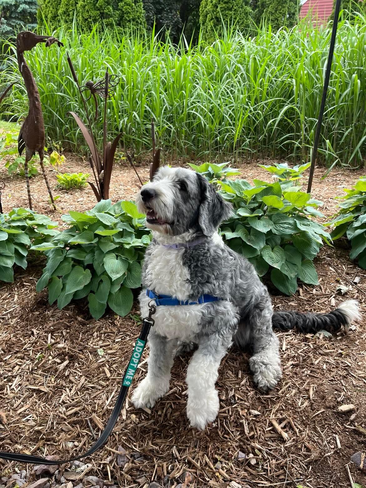 Enlarge Andromeda, a Adoptable Old English Sheepdog in Whitewater, WI image 3/6