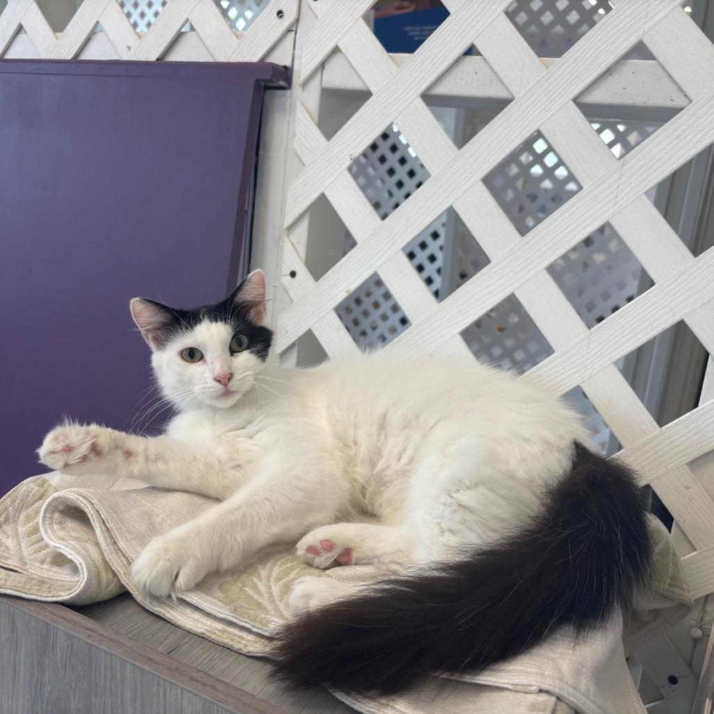 Sundae, a Adoptable Domestic Long Hair in Hopewell, VA image 1/3