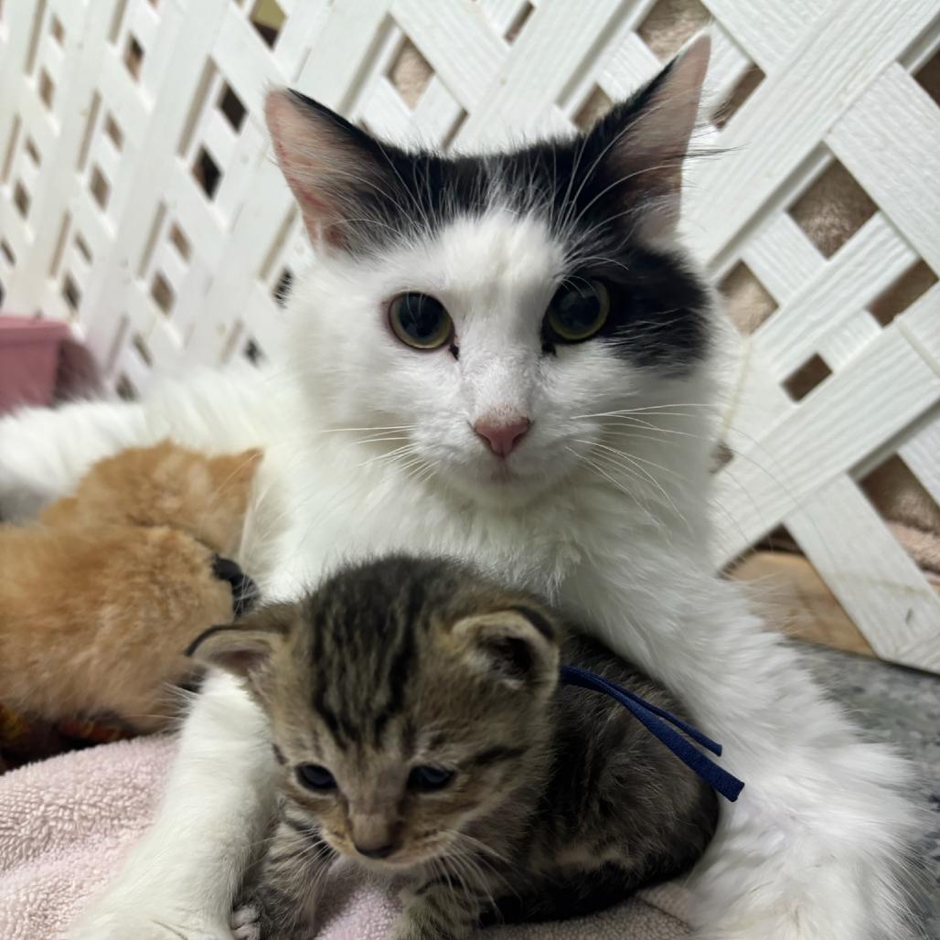 Sundae, a Adoptable Domestic Long Hair in Hopewell, VA image 2/3