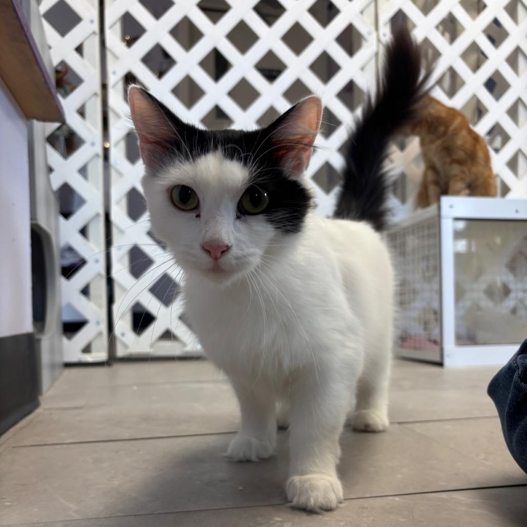 Sundae, a Adoptable Domestic Long Hair in Hopewell, VA image 3/3