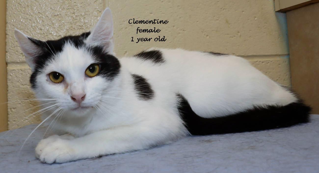 Clementine thumbnail 2