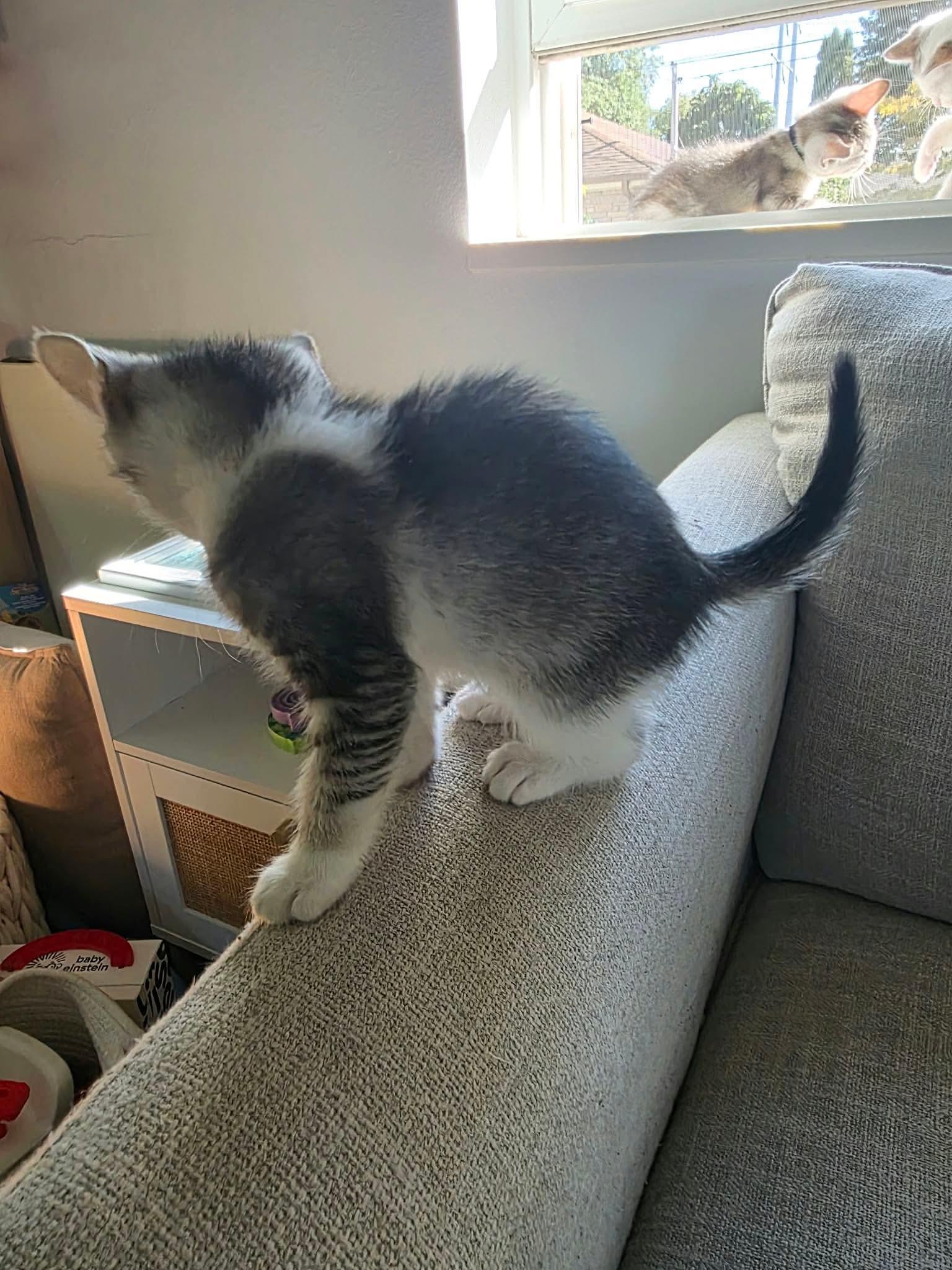 Enlarge Shaggy - Sweet and affectionate kitten, a Adoptable Domestic Short Hair in Hales Corners, WI image 6/6