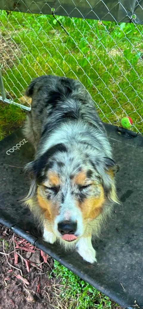 Holly photo