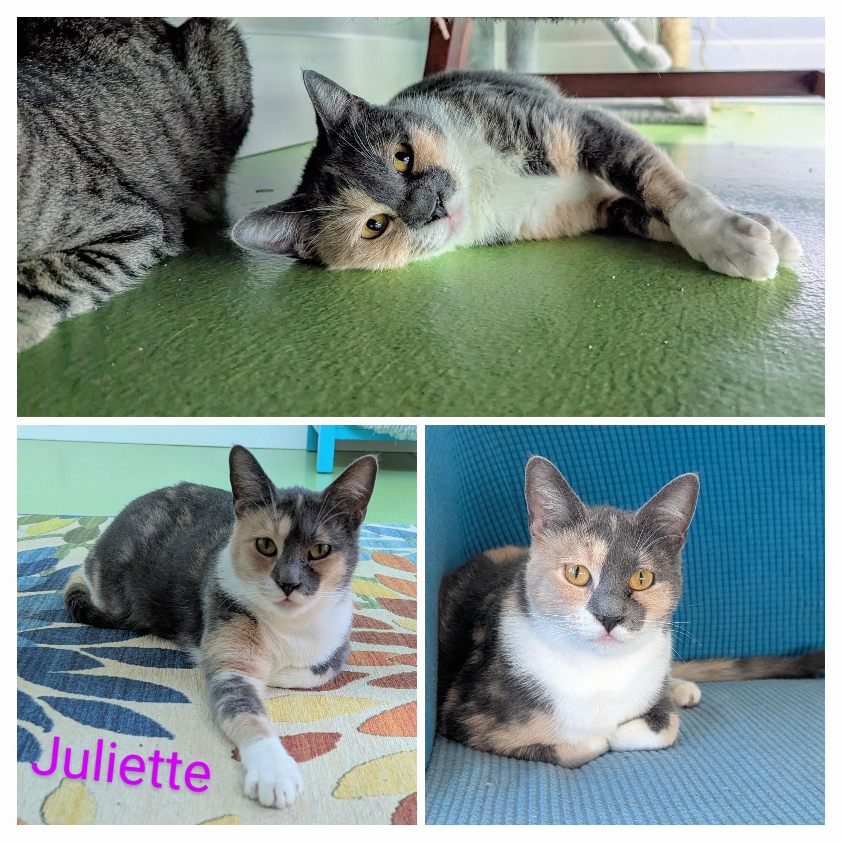 Juliette, a Adoptable mixed breed in West Richland, WA image 3/5