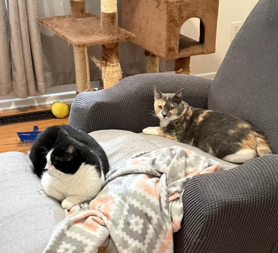 Juliette, a Adoptable mixed breed in West Richland, WA image 1/5