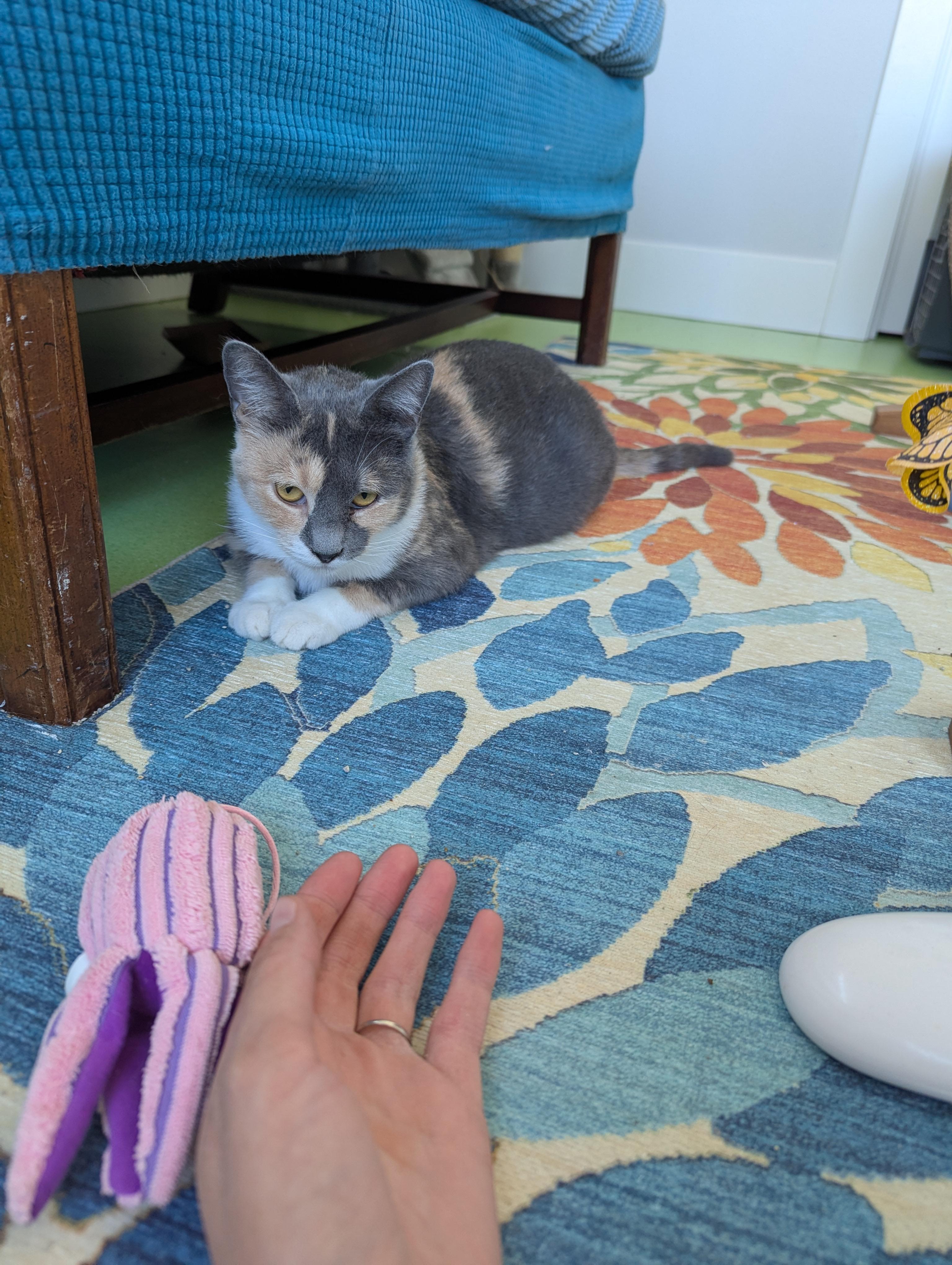 Juliette, a Adoptable mixed breed in West Richland, WA image 4/5