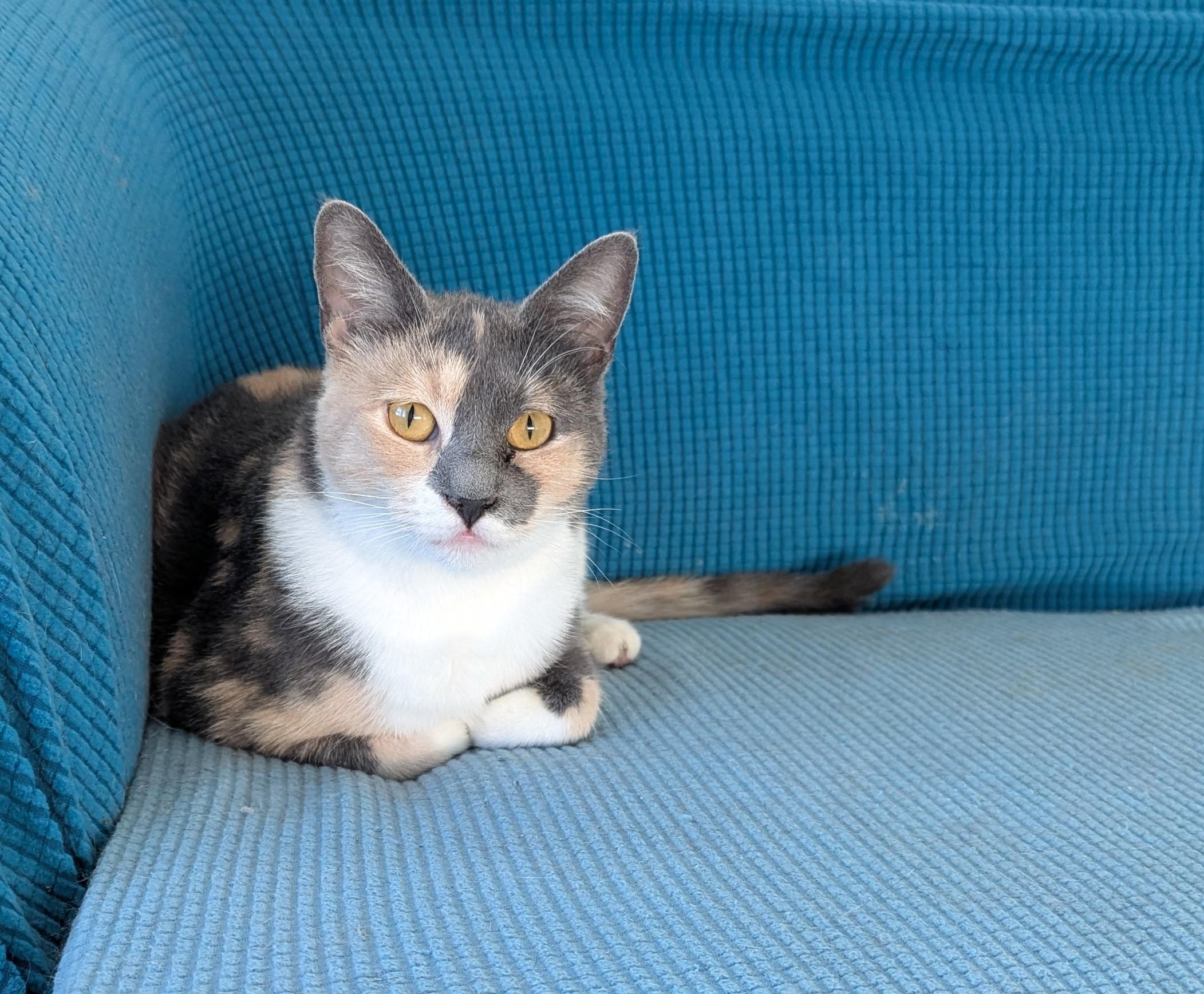 Juliette, a Adoptable mixed breed in West Richland, WA image 2/5