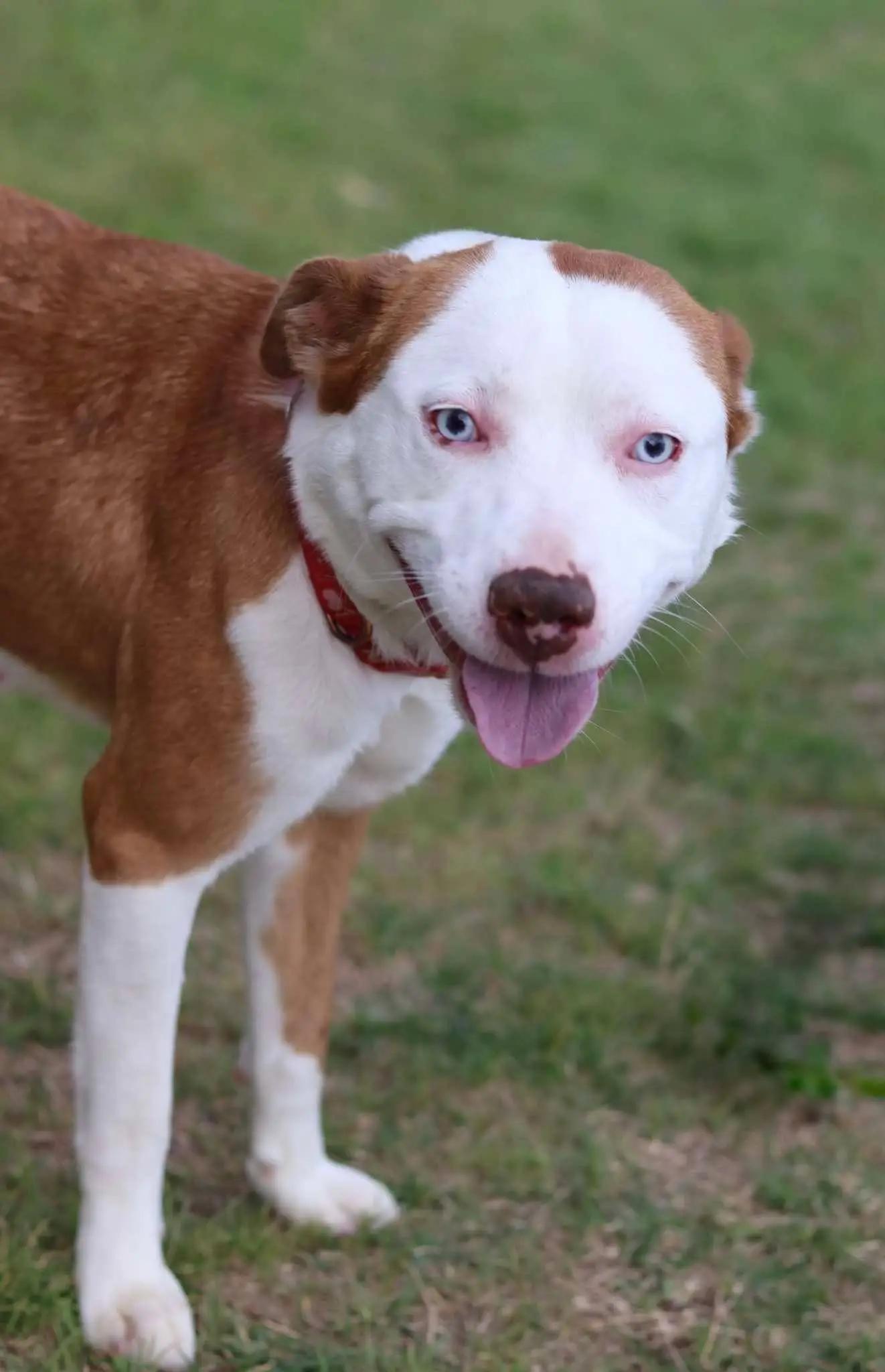 Enlarge Reba, a Adoptable mixed breed in OKLAHOMA CITY, OK image 3/6