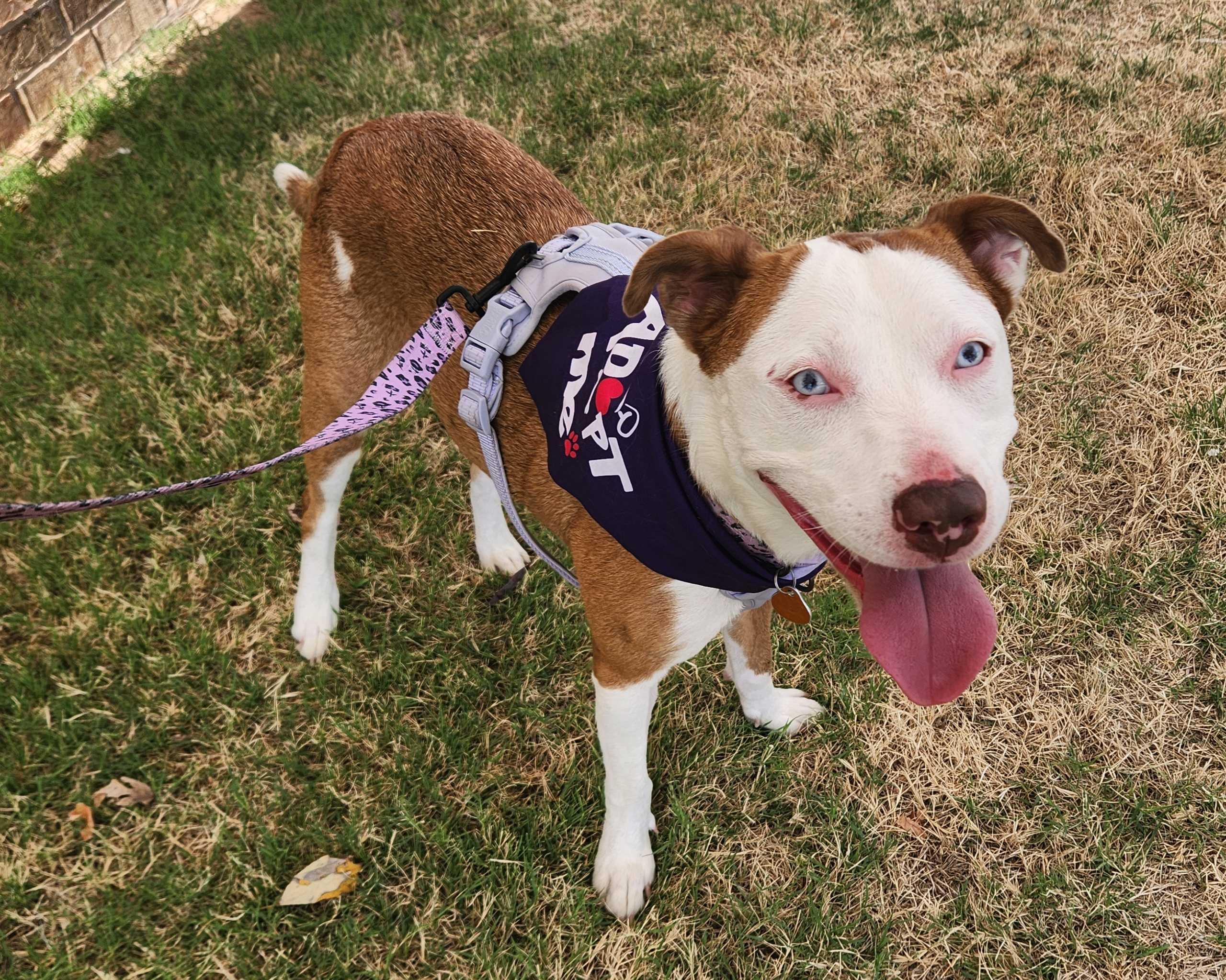 Enlarge Reba, a Adoptable mixed breed in OKLAHOMA CITY, OK image 2/6