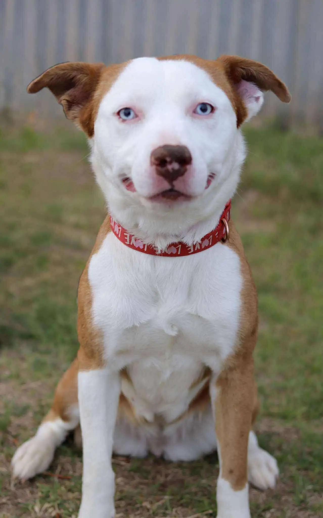 Reba, Adoptable, Young Female Australian Shepherd.