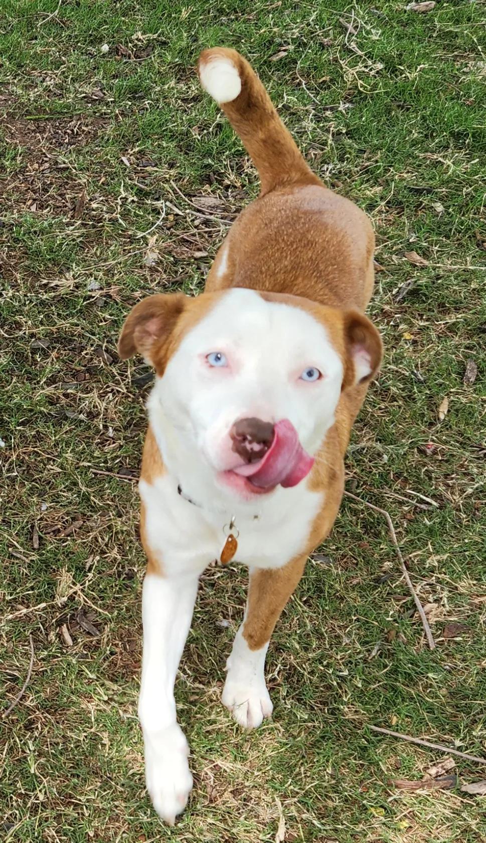 Enlarge Reba, a Adoptable mixed breed in OKLAHOMA CITY, OK image 4/6