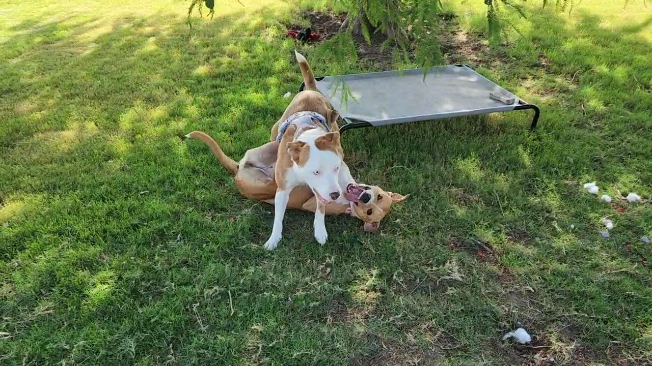 Enlarge Reba, a Adoptable mixed breed in OKLAHOMA CITY, OK video 6/6