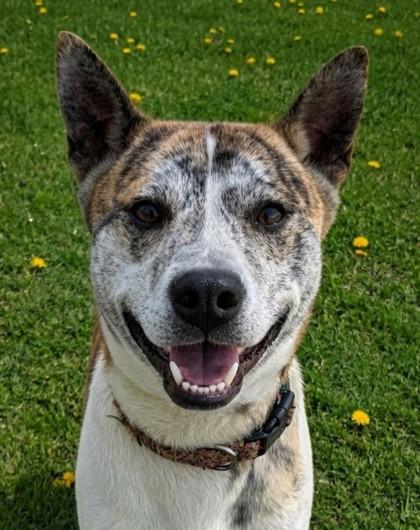 Tony, Adoptable, Adult Male Basenji & Mixed Breed.