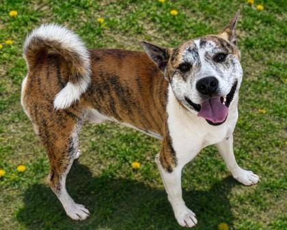 Enlarge Tony, a Adoptable mixed breed in Baraboo, WI image 2/3