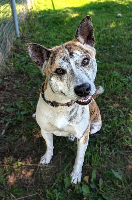 Tony, Adoptable, Adult Male Basenji & Mixed Breed.