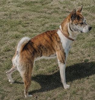 Tony, Adoptable, Adult Male Basenji & Mixed Breed.