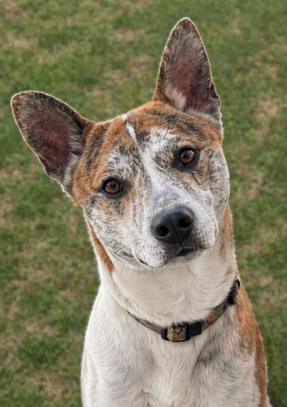 Enlarge Tony, a Adoptable mixed breed in Baraboo, WI image 2/3