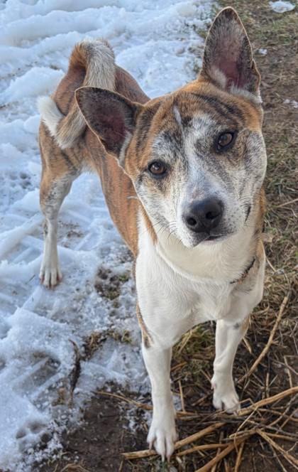 Enlarge Tony, a Adoptable mixed breed in Baraboo, WI image 3/3