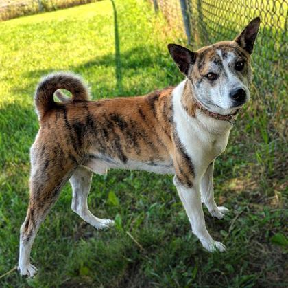 Enlarge Tony, a Adoptable mixed breed in Baraboo, WI image 2/3