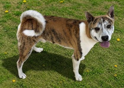 Enlarge Tony, a Adoptable mixed breed in Baraboo, WI image 3/3