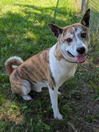Enlarge Tony, a Adoptable mixed breed in Baraboo, WI image 3/3