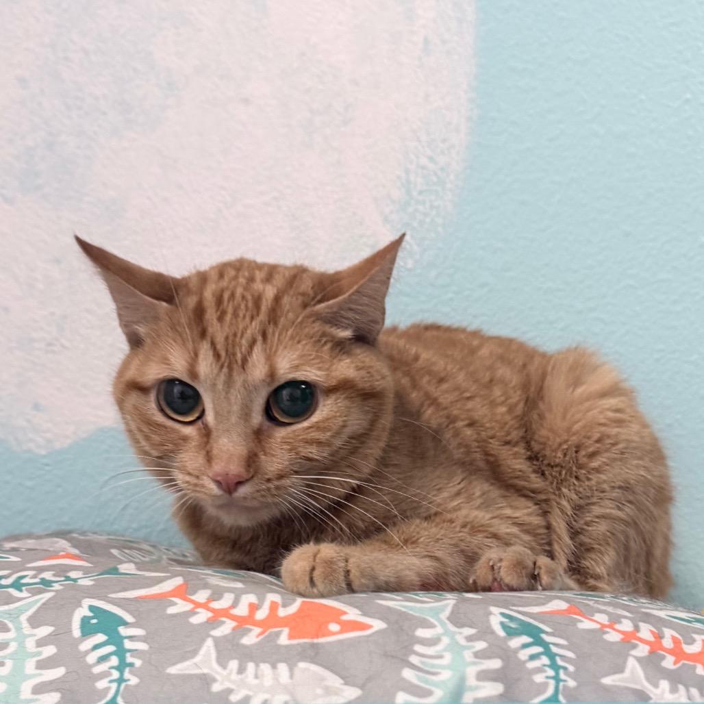 Tabatha, Adoptable, Adult Female Domestic Short Hair.