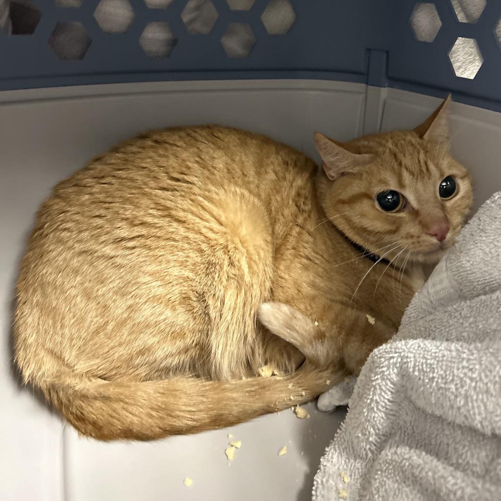 Tabatha, a Adoptable Domestic Short Hair in Henderson, NV image 2/2