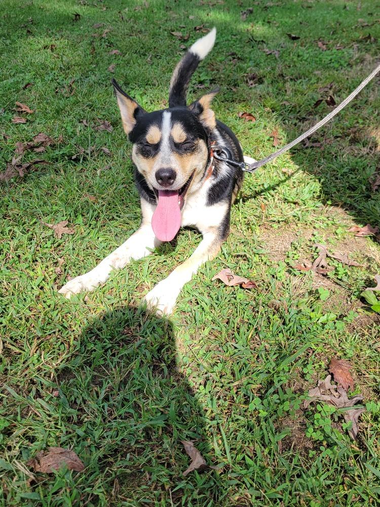 Tracker, Adoptable, Adult Male Husky & Hound.