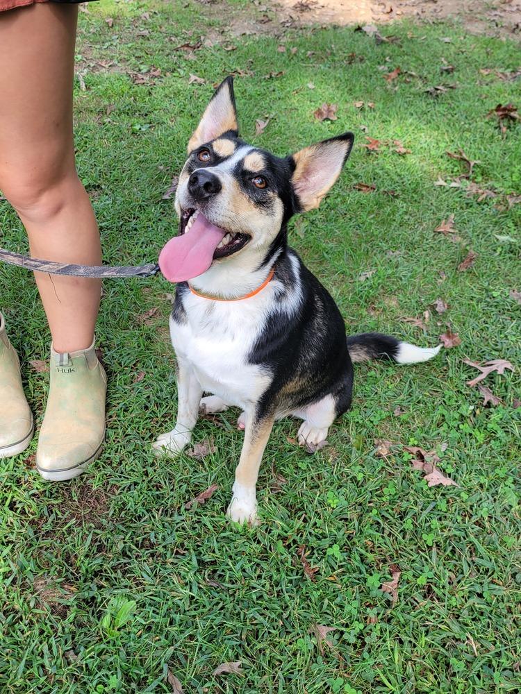 Enlarge Tracker, a Adoptable mixed breed in Louisa, VA image 2/4