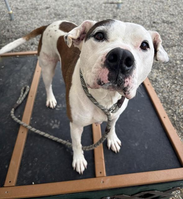 DOJA, Adoptable, Adult Male Pit Bull Terrier.