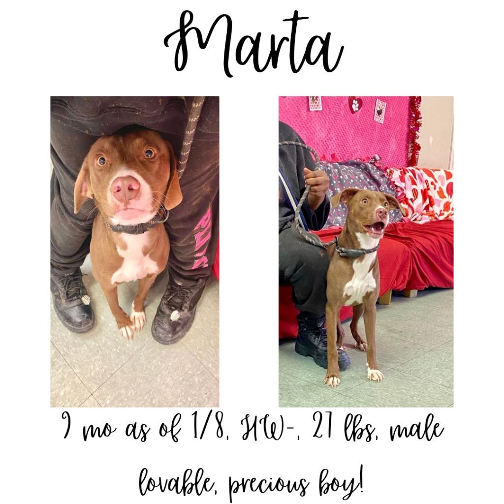 Marta, Adoptable, Young Male Mixed Breed.