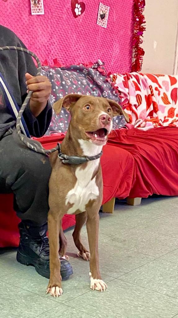 Marta, a Adoptable mixed breed in Albany, GA image 2/4