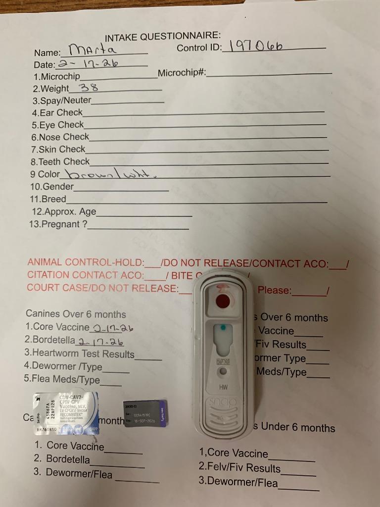 Marta, a Adoptable mixed breed in Albany, GA image 3/4