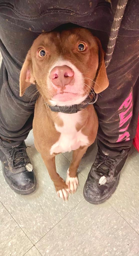 Enlarge Marta, a Adoptable mixed breed in Albany, GA image 2/3