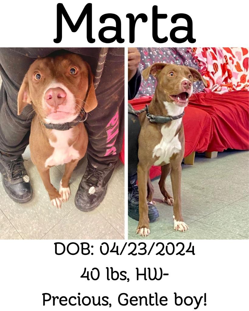 Enlarge Marta, a Adoptable mixed breed in Albany, GA image 3/3