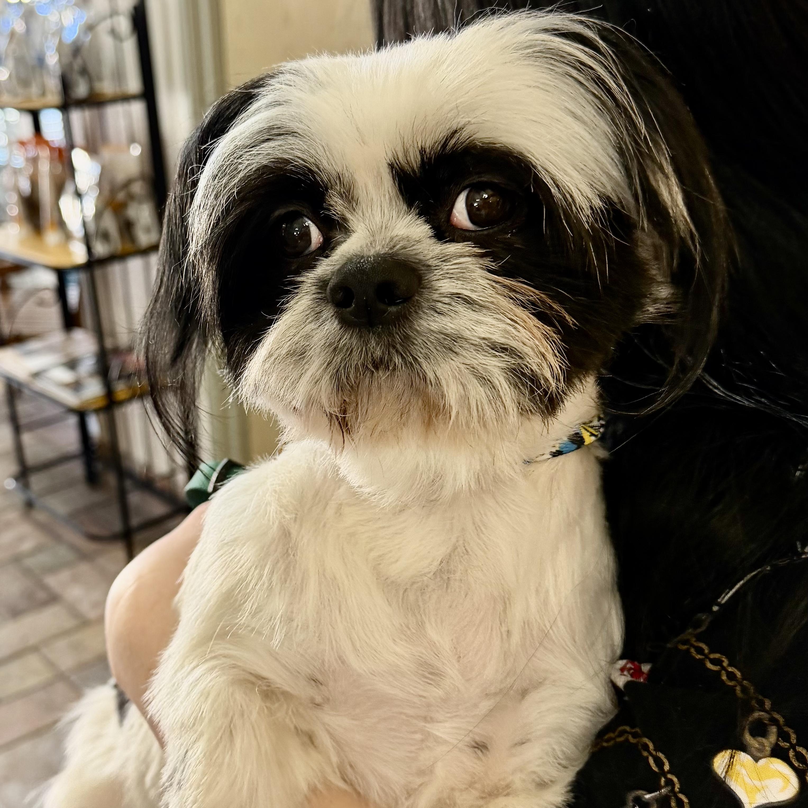 K-Pop Trooper, adopted, Puppy Female Lhasa Apso.