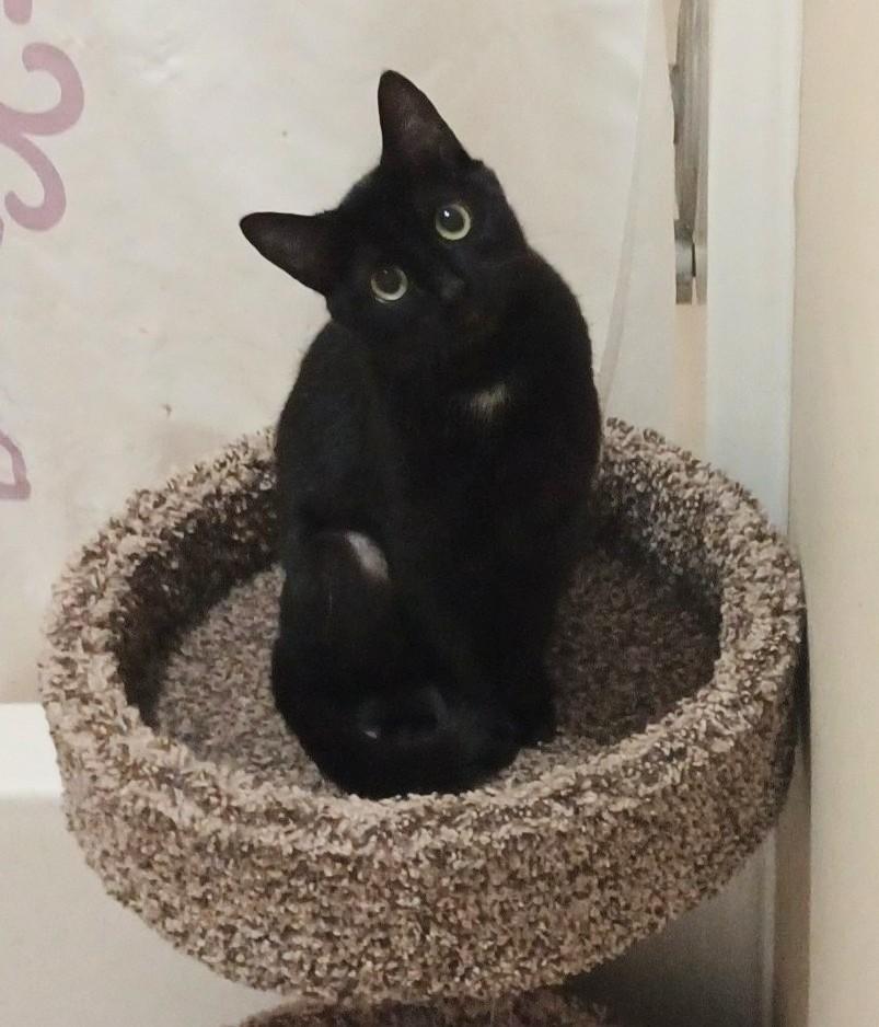 Enlarge Lovey the cuddlebug, an adopted Domestic Short Hair in Hendersonville, TN image 1/1