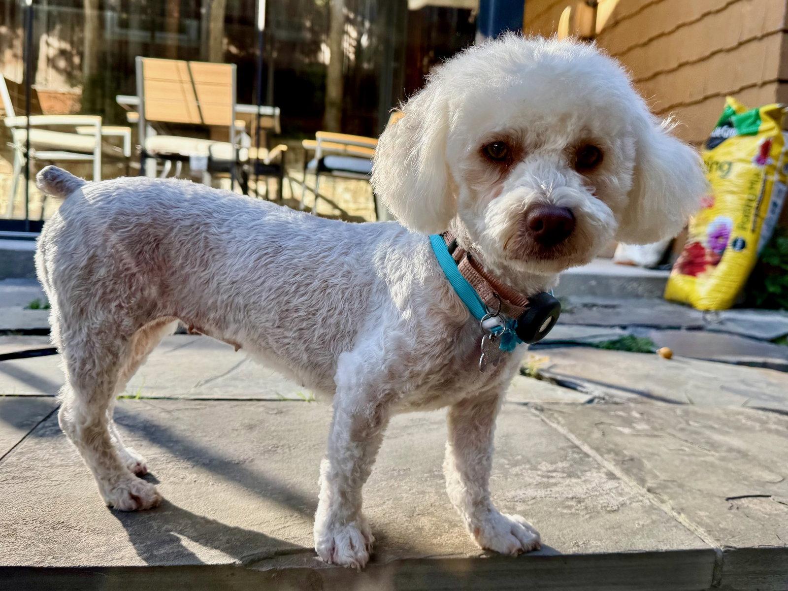 Enlarge Pavlova, a Adopted mixed breed in Palo Alto, CA image 2/3