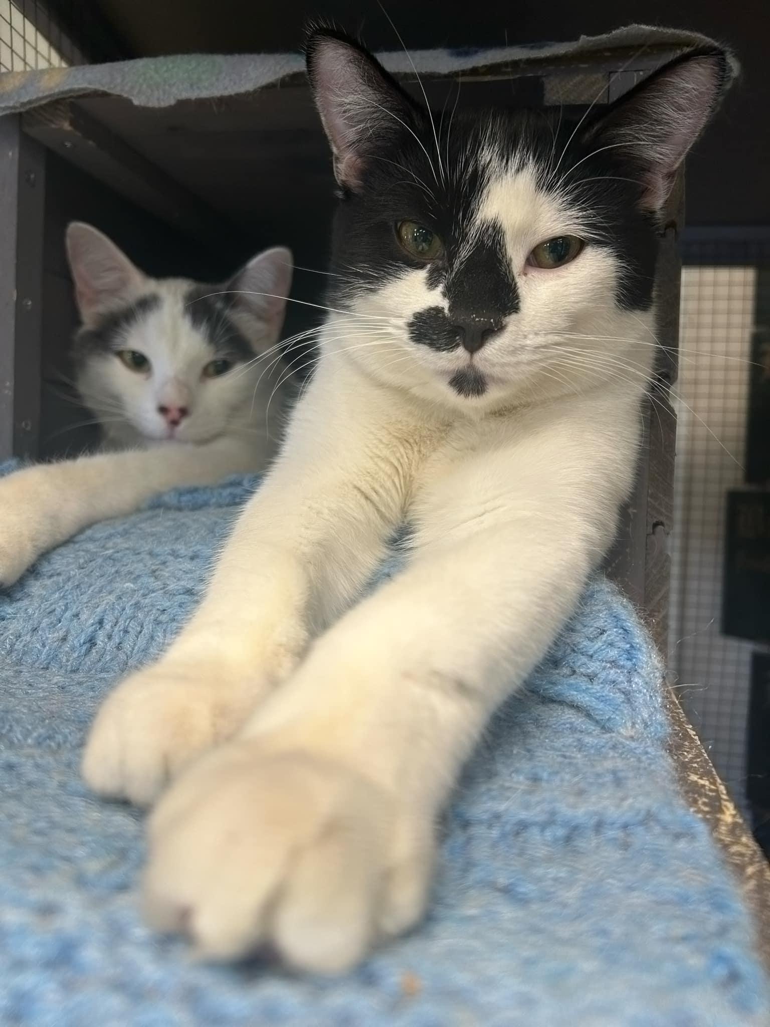Astro *Bonded with Marco*