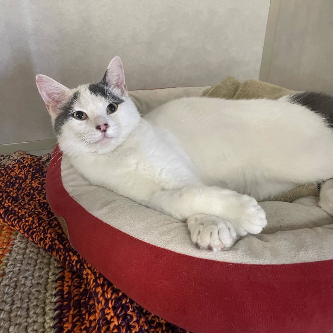 Astro *Bonded with Marco*, Adult Male unknown