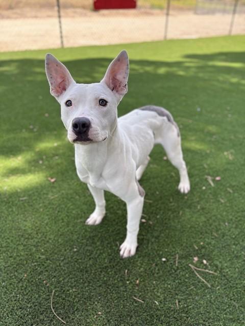 Enlarge HARVEY, a Adoptable Pit Bull Terrier in Castaic, CA image 1/1