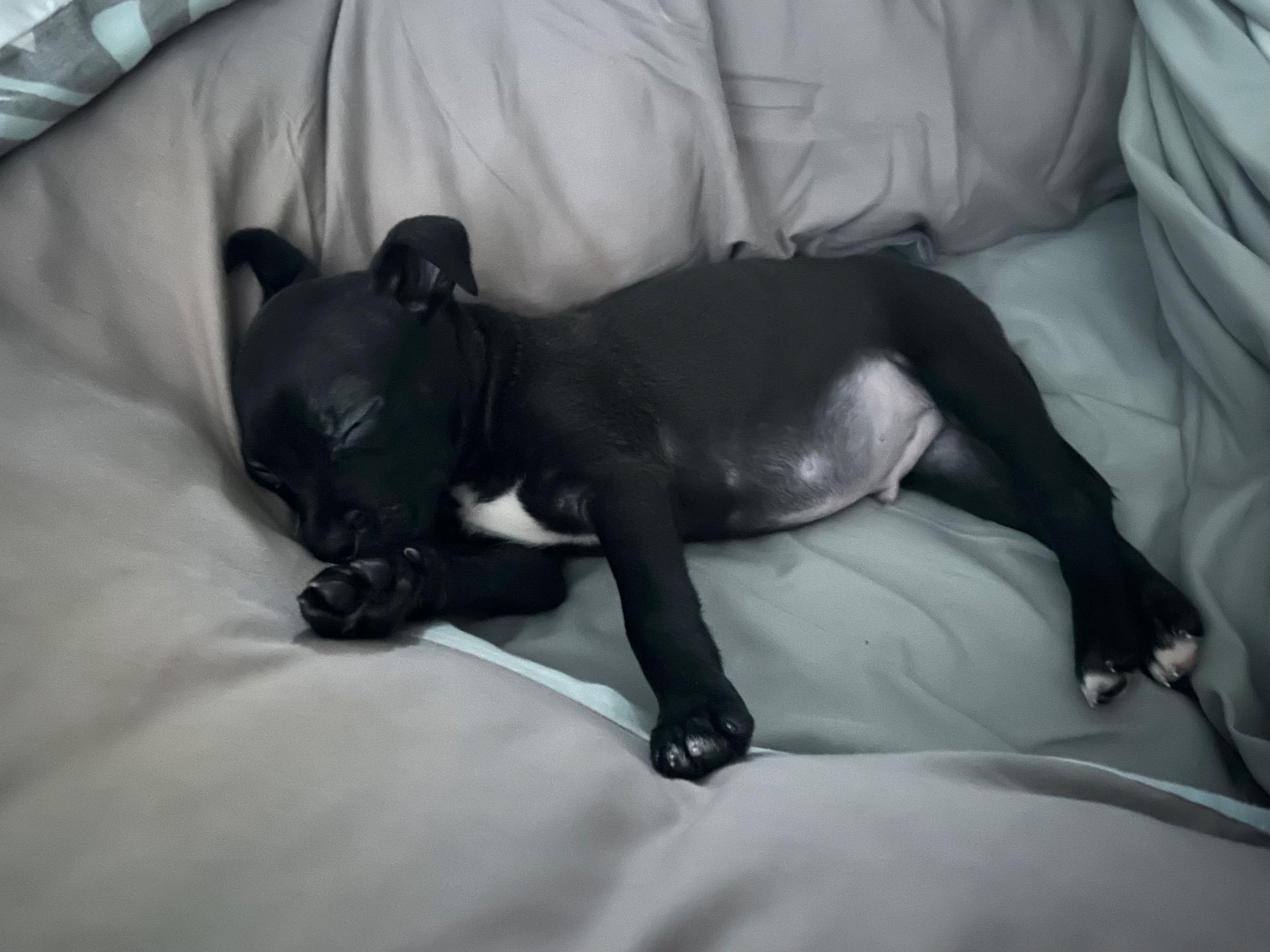 Grasshopper thumbnail 3