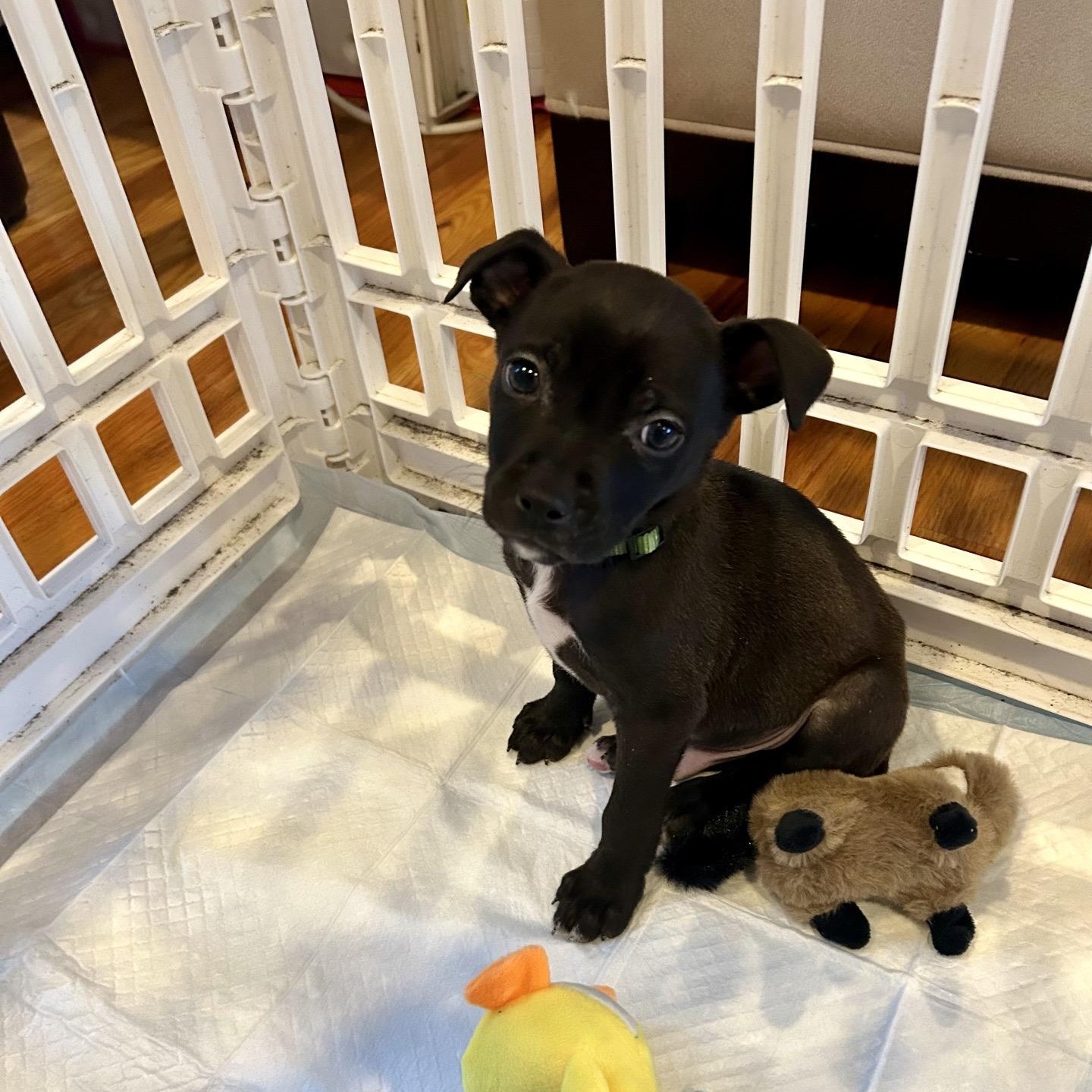 Grasshopper thumbnail 4