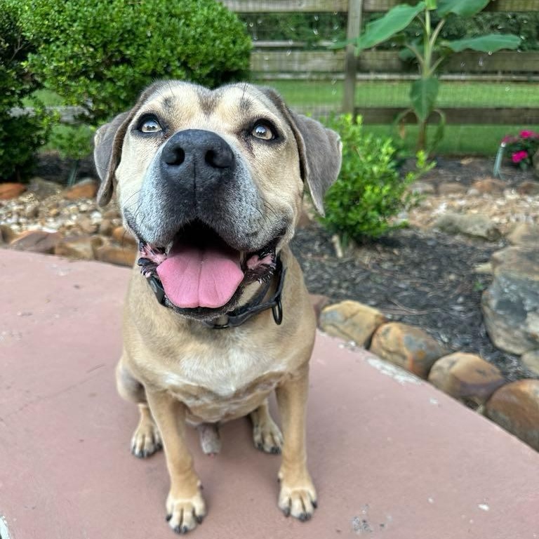 Monte, a Adoptable mixed breed in Cedar Rapids, IA image 2/5