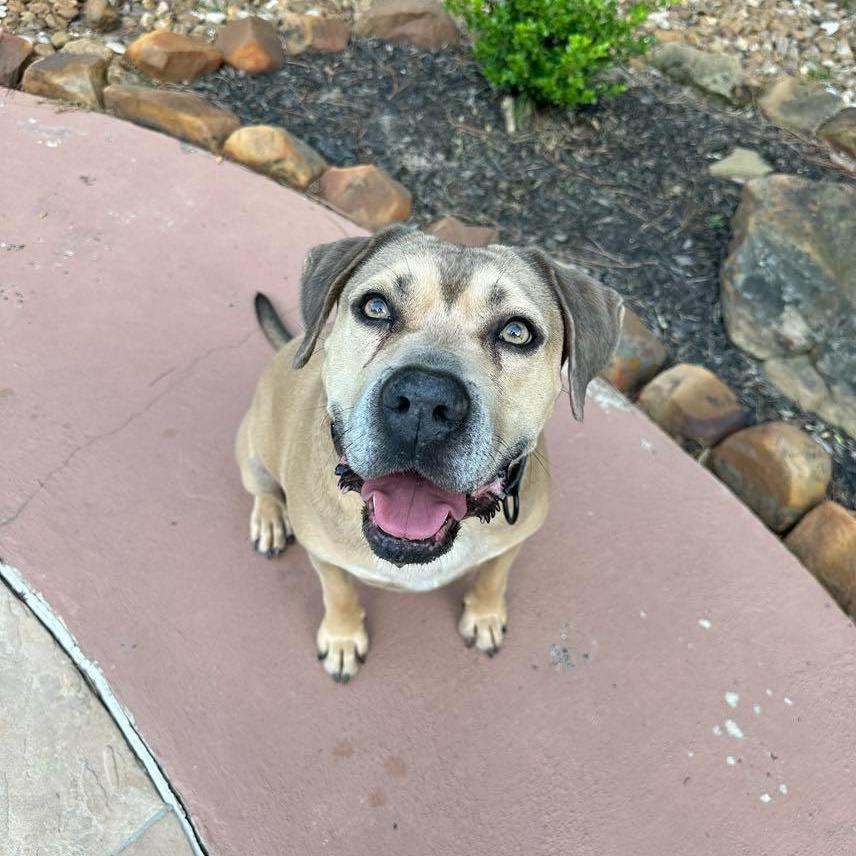 Monte, a Adoptable mixed breed in Cedar Rapids, IA image 4/5