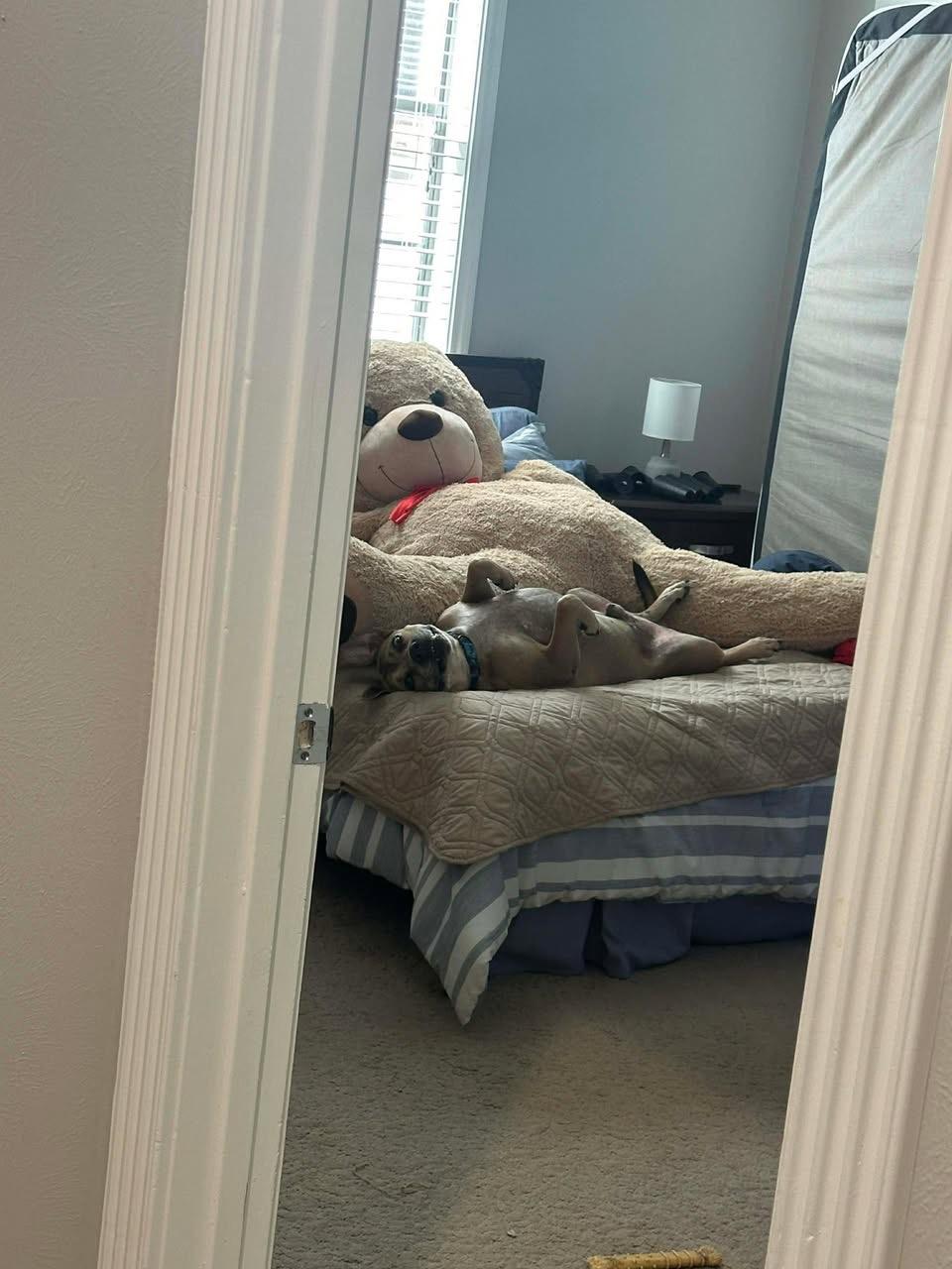 Enlarge Monte, a Adoptable mixed breed in Cedar Rapids, IA image 5/6