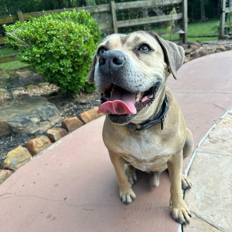 Monte, a Adoptable mixed breed in Cedar Rapids, IA image 5/5