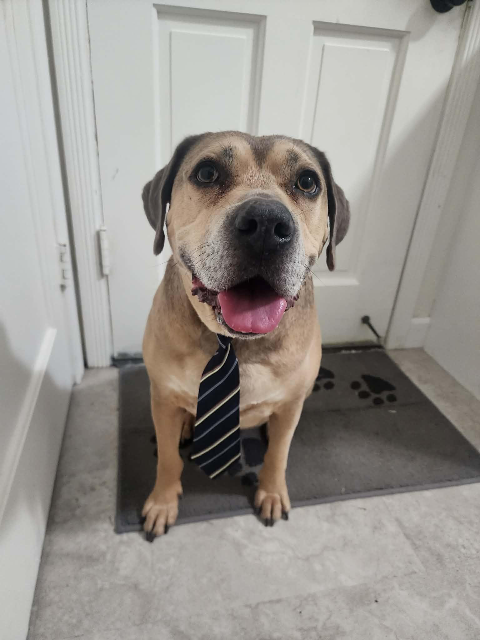 Monte, Adoptable, Adult Male Pit Bull Terrier & Boxer.